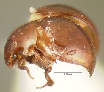 Media type: image;   Entomology 3177 Aspect: habitus lateral view